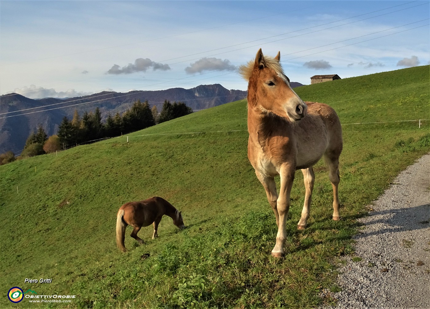 12 Cavallino mi segue...JPG